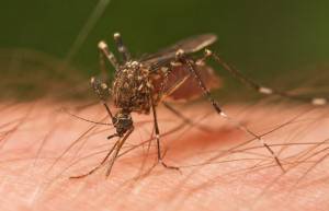 komarac-ujed