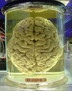 ljudski-mozak