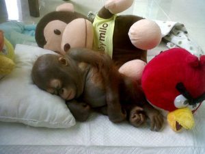 Severely neglected baby orangutan being nursed back to health by International Animal Rescue, Indonesia - 09 Jan 2015