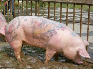 tetovirane-svinje2jpg