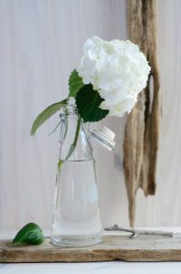 cvijece-hortenzije