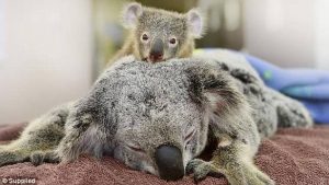 koala-majka-mladunce-ljubav2