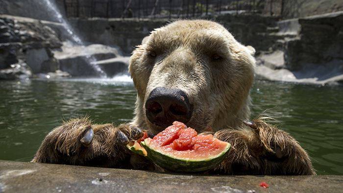 Cezar, a 32 year-old polar bear eats a watermelon in its enclosure in Belgrade's zoo