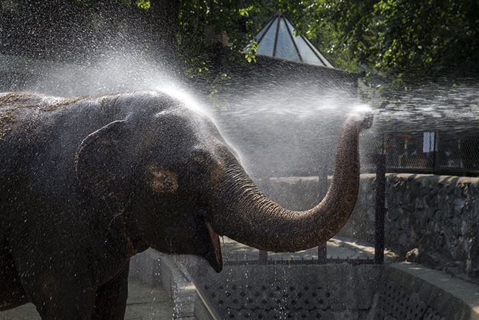 A zookeeper sprays water onto Twiggy, a 42 year-old asian elephant to help it cool down in its enclosure in Belgrade's zoo