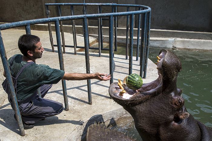 A zookeeper feeds a hippopotamus with a watermelon in its enclosure in Belgrade's zoo
