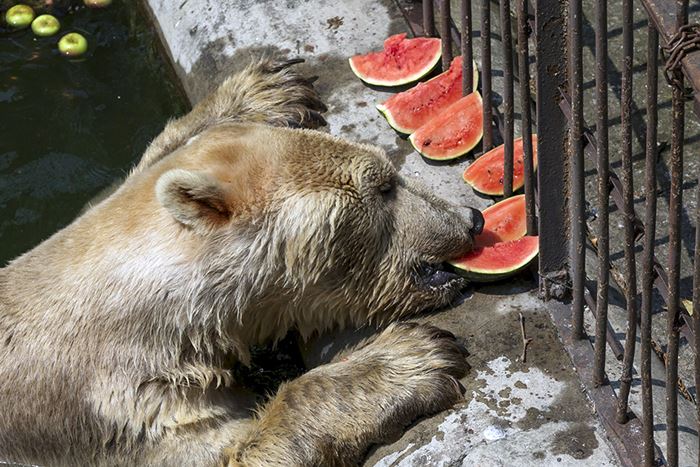 Cezar, a 32 year old polar bear eats a watermelon in its enclosure in Belgrade's zoo