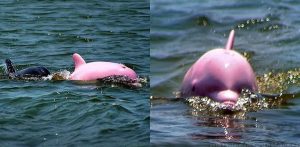 Pinky-rozi-delfin3