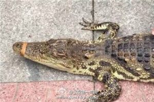 kinez-krokodil-setnja3