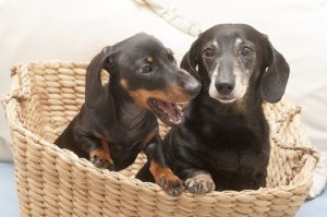 UK's First Cloned Dog