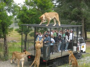 zooloski-vrt-lavovi-kavez-posjetioci2