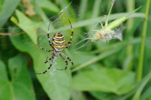 Wasp spider on his web - Lorraine France,
