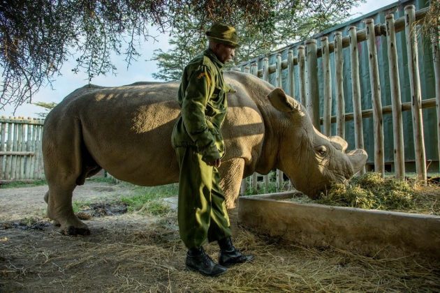 *** EXCLUSIVE - VIDEO AVAILABLE *** *** STRICT ONLINE EMBARGO UNTIL 00:01 GMT ON THURSDAY 16/07/2015 *** LLAIKIPIA COUNTY, KENYA, JUNE 25: Keeper Zacharia Mutai with Sudan a  Northern White Rhinoceros who lives at the Ol Pejeta Conservancy on June 25, 2015 at Laikipia County, Kenya. THIS could be the last time we see a male northern white rhino. Sudan is the last of his kind, and at the age of 42 he doesn’t have much time left. After 35-years in captivity Sudan is living out his final years at Ol Pejeta conservancy in central Kenya's Laikipia, surrounded by a team of armed guards. With his back legs weakening and his sperm count lowering the chances of Sudan being able to mount a female and sire more offspring diminishes daily., Image: 252892020, License: Rights-managed, Restrictions: , Model Release: no, Credit line: Profimedia, Barcroft Media