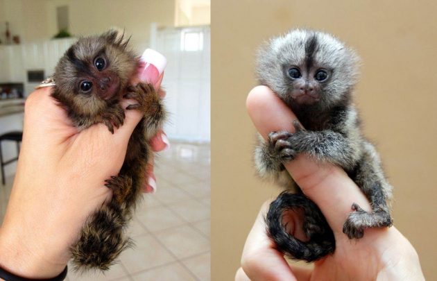kinezi-zbog-godine-majmuna-ilegalno-kupuju-ovog-preslatkog-patuljastog-marmozeta