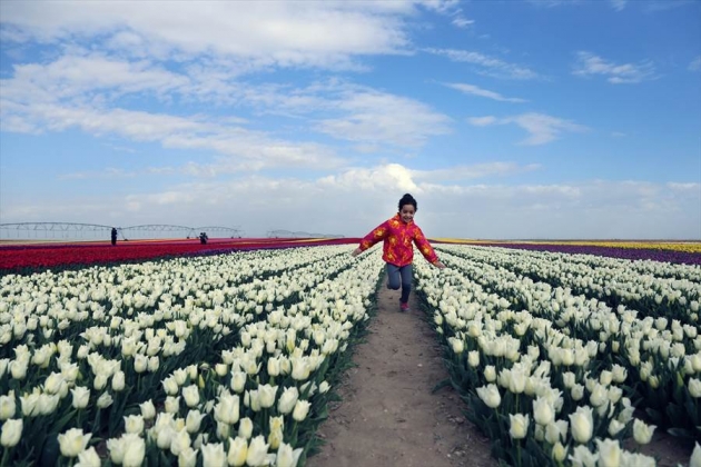 konya-polje-sa-80-razlicitih-vrsta-tulipana-plijeni-paznju-fotografa-i-turista006-20160416