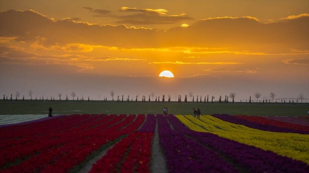 konya-polje-sa-80-razlicitih-vrsta-tulipana-plijeni-paznju-fotografa-i-turista014-20160416