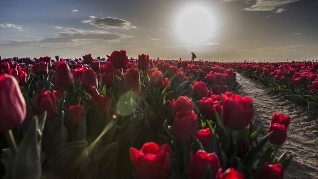 konya-polje-sa-80-razlicitih-vrsta-tulipana-plijeni-paznju-fotografa-i-turista025-20160416
