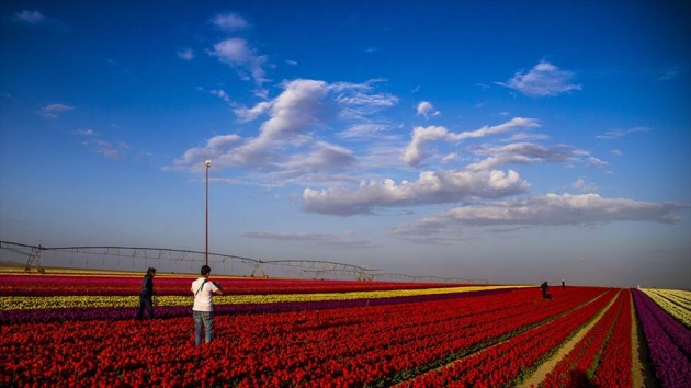 konya-polje-sa-80-razlicitih-vrsta-tulipana-plijeni-paznju-fotografa-i-turista030-20160416