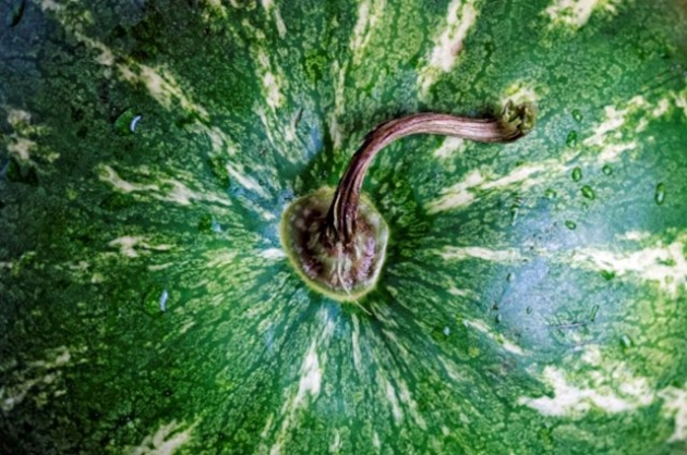 kako-izabrati-savrsenu-lubenicu-savjeti-iskusnog-poljoprivrednika-tuzlanskiba004-20160731