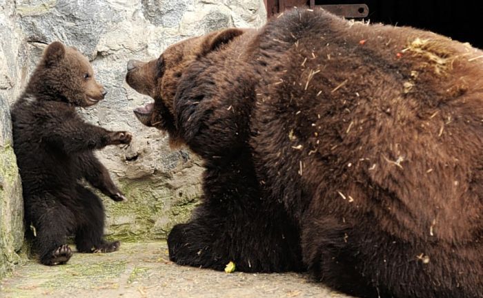 FOTO: Konflikt koji je više nego presladak