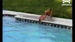 VIDEO: Majka skočila u bazen i spasila svog psića