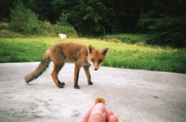 Na području Općine Tuzla povećan broj lisica