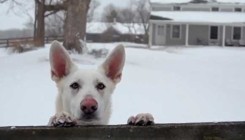 Sretne životinje: Video koji će i vas učiniti sretnim