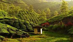 Da vam stanu oči: Prirodne ljepote u dolini čaja, Munnar, Indija (FOTO)