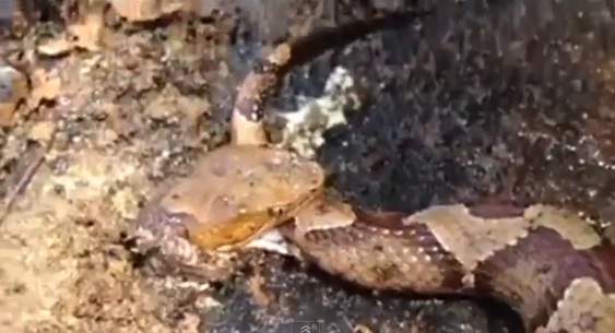 Odsječena glava zmije instinktivno ujeda ostatak svog tijela (VIDEO)