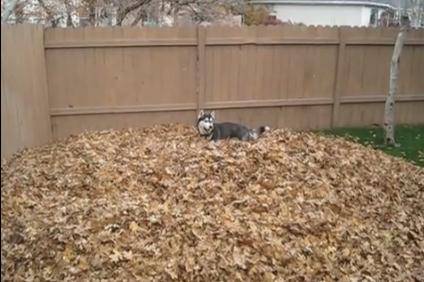Psi mnogo vole jesen, evo i zbog čega... (VIDEO)