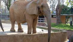 Trudna slonica Tes mora da smrša oko 230 kg radeći gimnastiku i yoga vježbe! (FOTO)