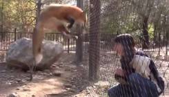 Lukava i umiljata: Lisica izvodi akrobacije kako bi izmamila hranu (VIDEO)