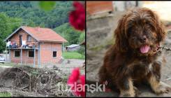 Tuzlanski.ba u Podrinju: Pas Leo tri dana bio zatočen, preživio zahvaljujući šećeru kojeg je pronašao u kuhinji (FOTO)