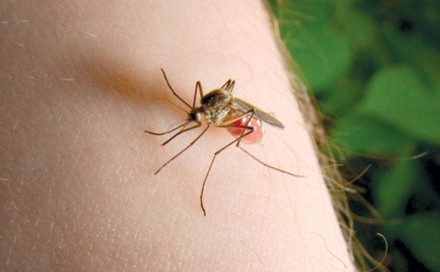 Koje osobe su najprivlačnije komarcima?