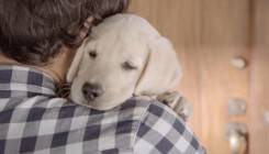 Dirljiva reklama za Budweiser: Ako piješ ne vozi, tvoj te pas vjerno čeka (VIDEO)