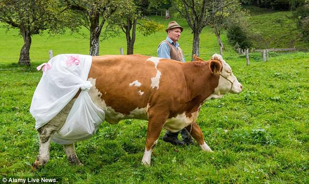 Protest farmera u Njemačkoj: Stavio kravi pelene (VIDEO)