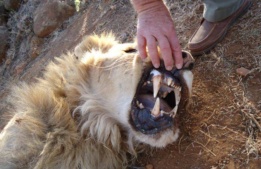 Tragedija u ZOO vrtu: Lav pred djecom napao i ubio lavicu! (VIDEO)