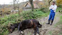 Banjaluka: Medvjed ubio ždrebnu kobilu