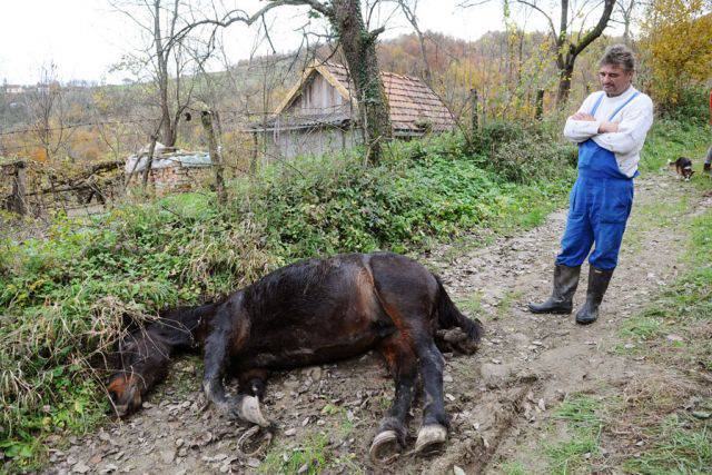 Banjaluka: Medvjed ubio ždrebnu kobilu