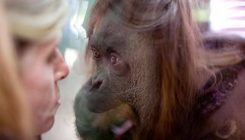 Sandra, prvi orangutan koji je pobijedio na sudu