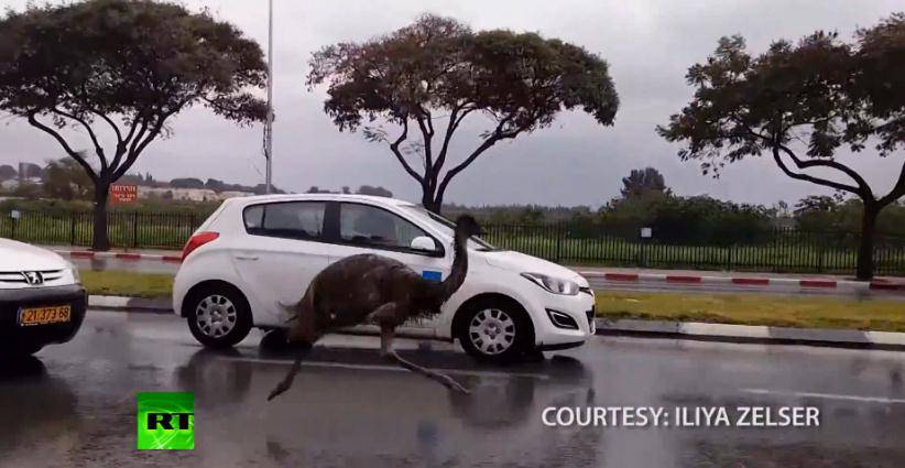 Kao u crtanom filmu: Beep, beep! Emu trči cestom uz automobile (VIDEO)