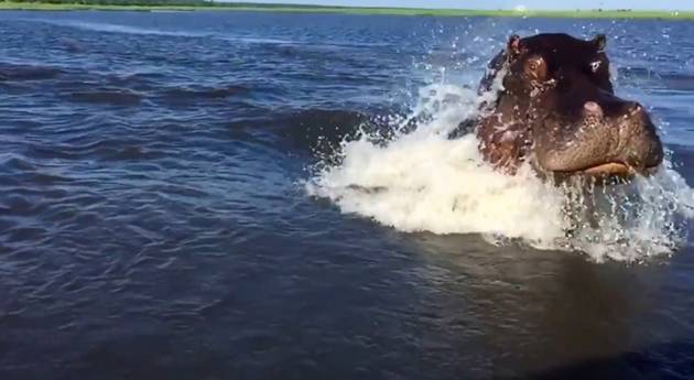 Neko ga naljutio: Nilski konj pojurio gliser (VIDEO)