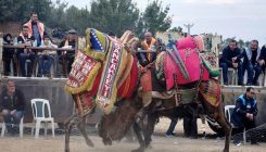 Održane tradicionalne borbe deva u Manisi: Na borilištu i deva sa zastavom BiH na leđima