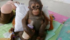 Orangutan Budi spašen je iz jezivog zarobljeništva: Prikupljaju se sredstva za njegov oporavak (VIDEO)