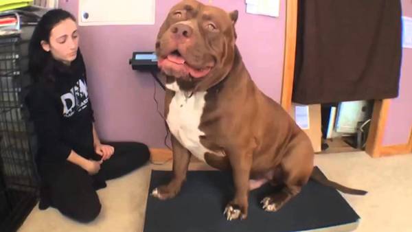 Najveći pitbull na svijetu ima 78 kilograma i još će da raste (VIDEO)