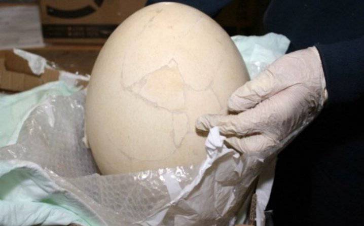 Talijanski carinici pronašli divovsko prethistorijsko jaje