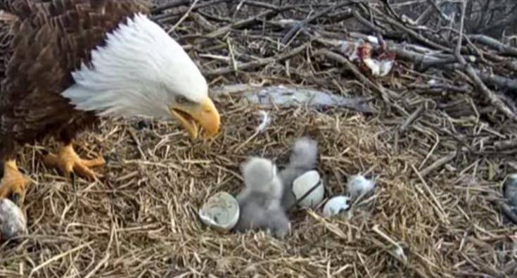 Pogledajte kako majka orao brine o prinovama koje su se tek izlegle (VIDEO)