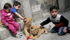 Palestina: Unucima u izbjegličkom kampu kupio lavove da se igraju (FOTO)