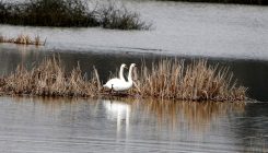 Čudo prirode: Labudovi na zagađenom jezeru Modrac (FOTO)