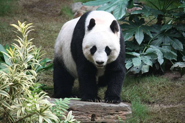 Zaštitne aktivnosti urodile plodom: Broj pandi u Kini značajno porastao