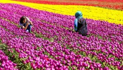 Proljeće u Konyi: U ljepotama polje od 60 miliona šarolikih tulipana uživaju građani i turisti (FOTO)